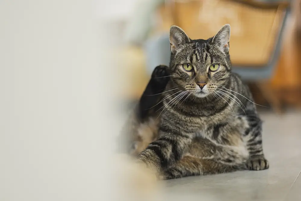 Katze Fotoshooting im Zuhause in Flensburg