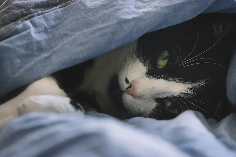 Katzenfotografie Flensburg